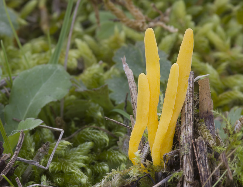 Clavulinopsis helvola